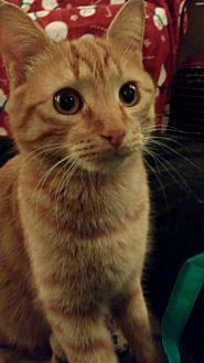 Butchy (20738105)