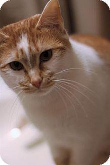 Butterscotch (17494812)
