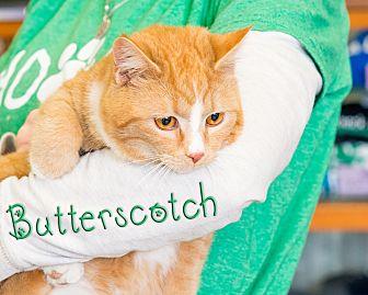 Butterscotch (20495602)