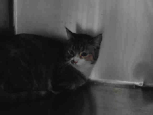 CALI CAT (A230129)