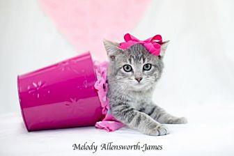 Cali CuddleB (20735945)