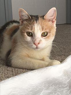 Calypso (19730278)