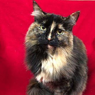 Caramel (20669514)