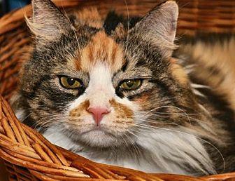 Casie (17842373)