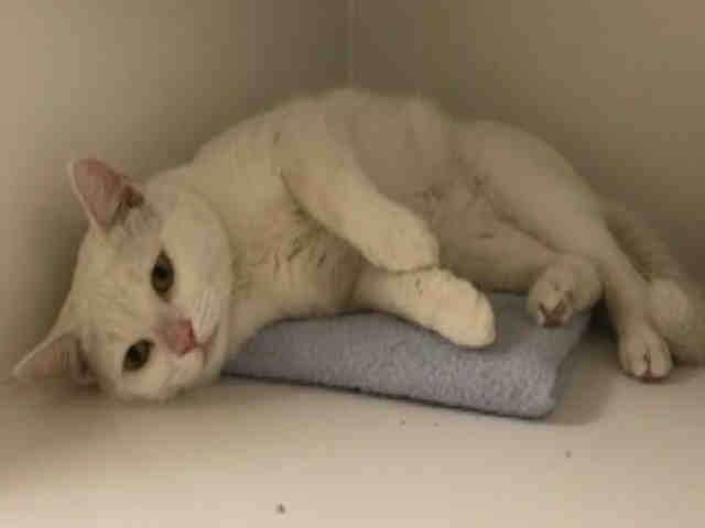 CASPER (A002917)