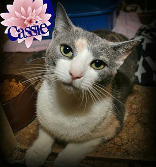 Cassie (20683772)