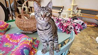 Cat 16227 (20722248)