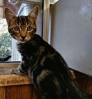 Cat 16295 (20722252)