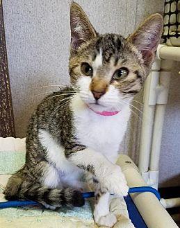Cat 16375 (20722254)