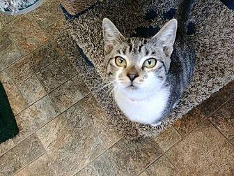 Cat 16376 (20722255)