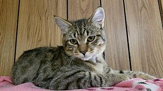 Cat 16394 (20722256)