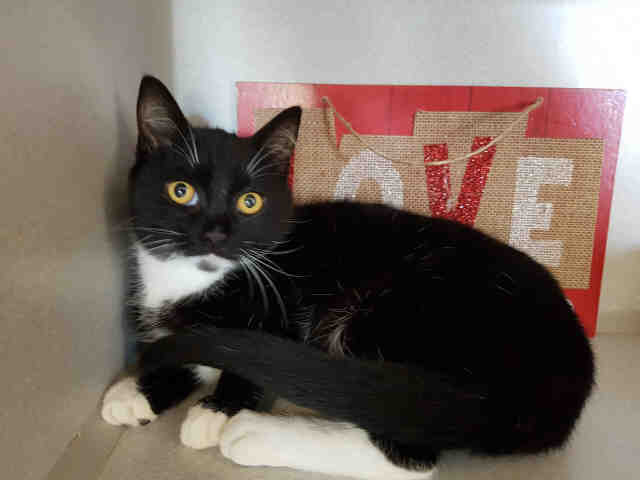 CESAR (A229910)