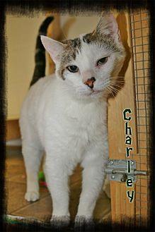 Charley (20683684)