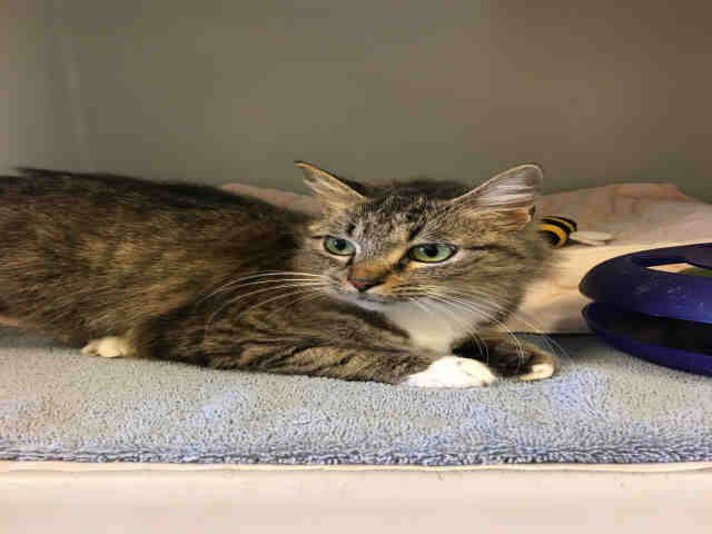 CHARLOTTE (A146941)