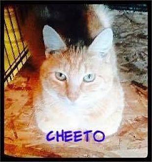 Cheeto (18190823)