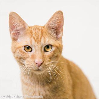 Cheeto (20683624)