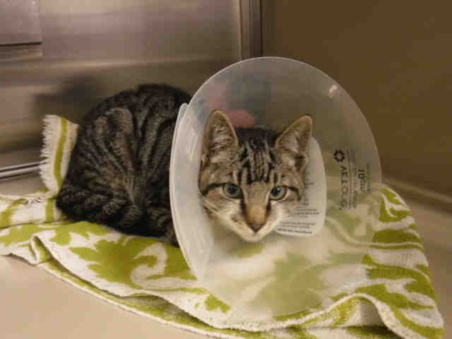 CHILI (A135215)