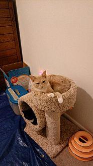Chloe (adult (20607947)