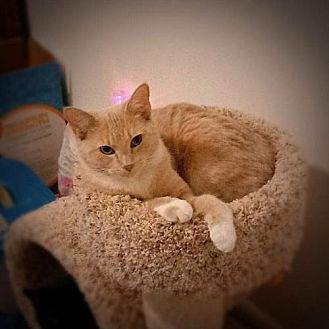 Chloe (adult (20607947)