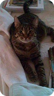 Cinnamon (17856091)