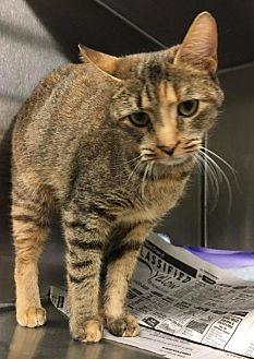 Cleo (20429304)