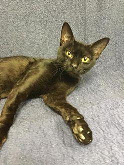 Cleo (20518570)