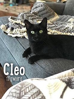 Cleo (20547929)