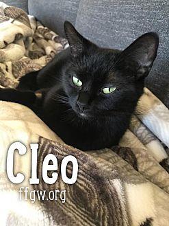 Cleo (20547929)