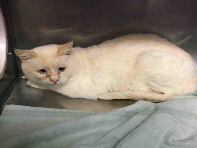 CLOUD (A158253)