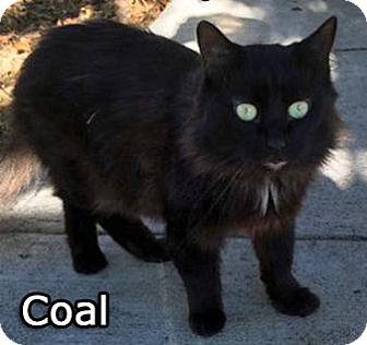 Coal (15032292)