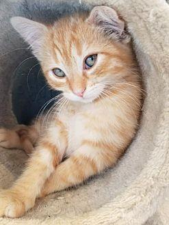 Copper (20685285)
