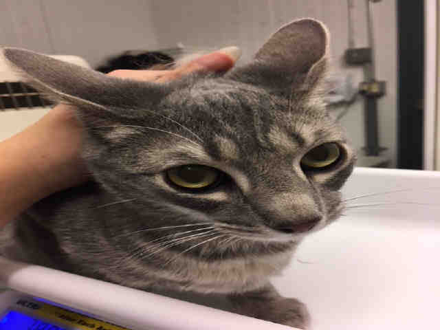 *COSMO (A158516)