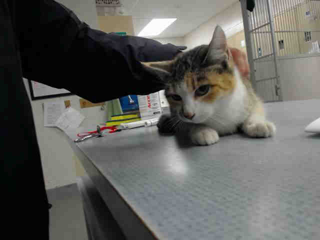 CRYSTAL (A146266)