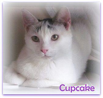 Cupcake (16615023)