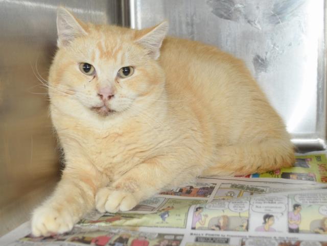*CURTIS (BARN CAT) (A730973)
