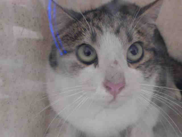 DALLAS (A542825)