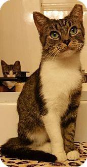 DanikaMcPurr (14602633)