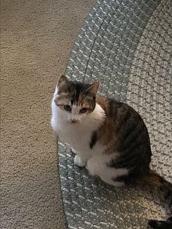 Darcy (20707242)