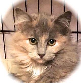 Darla (20761538)