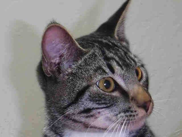 DARREN (A168469)