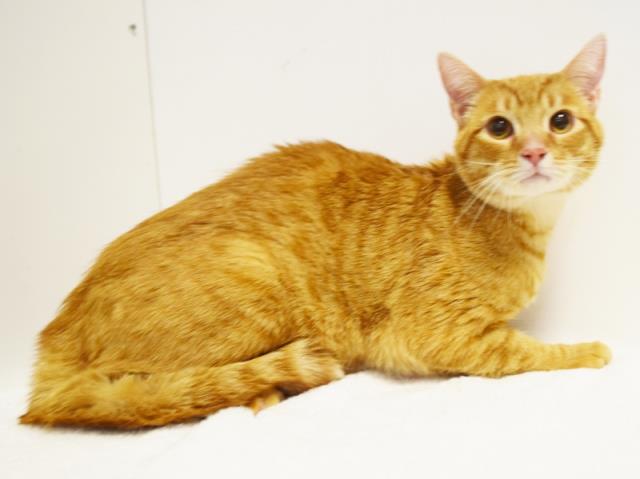 DEWEY (A731386)