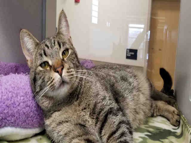 DON (A178642)
