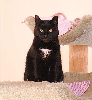 Dottie (10473951)