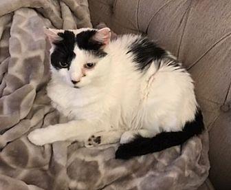 Dottie (17651068)