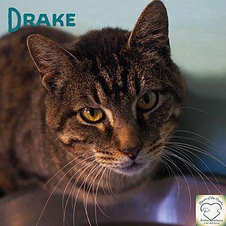 Drake (18115611)