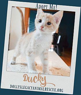 DUCKY (20759626)