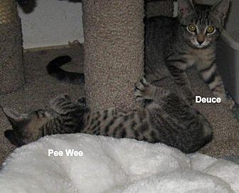 Duece (20505397)