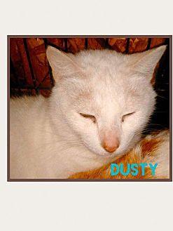 Dusty (18190824)