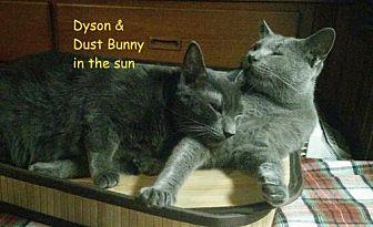 Dyson & Dust (20538705)