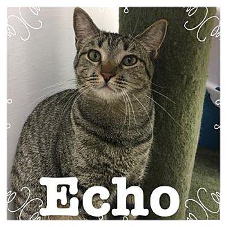 Echo (16287749)